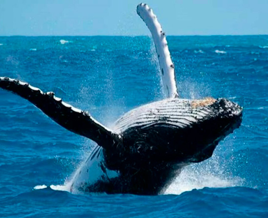 Contratar on-line avistamiento de ballenas en Punta Cana desde Pampa Almirón